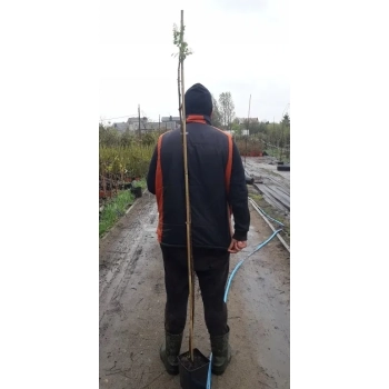 AKACJA na pniu szczepiona kulista - sadzonki 190 / 210 cm